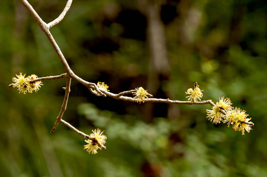 image of Forestiera godfreyi, Godfrey's Forestiera