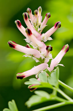 image of Fumaria officinalis, Fumitory, Earthsmoke