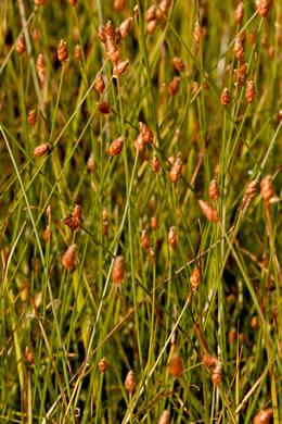 spikelet