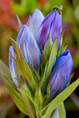 image of Gentiana catesbyi, Coastal Plain Gentian, Catesby's Gentian, Elliott's Gentian