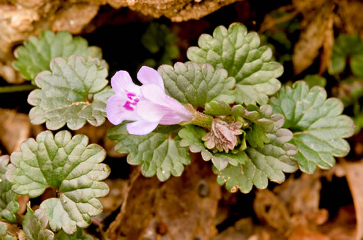 image of Glechoma hederacea, Ground Ivy, Gill-over-the-ground, Creeping Charlie