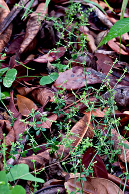 image of Galium bermudense, Coastal Bedstraw