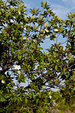 image of Gordonia lasianthus, Loblolly Bay, Gordonia