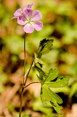 image of Geranium maculatum, Wild Geranium