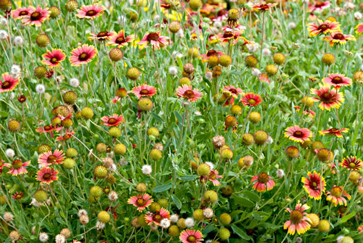 image of Gaillardia pulchella var. drummondii, Beach Blanket-flower, Gaillardia, Firewheel, Indian Blanket Flower