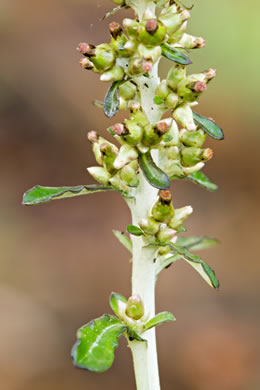 image of Gamochaeta purpurea, Spoonleaf Purple Everlasting, Purple Cudweed