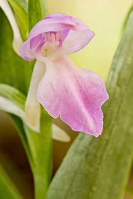 image of Galearis spectabilis, Showy Orchis