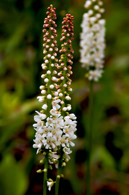 image of Galax urceolata, Galax, Beetleweed