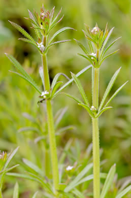 image of Galium aparine, Cleavers, Bedstraw