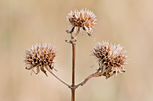 image of Hyptis alata var. alata, Musky Mint, Cluster Bushmint