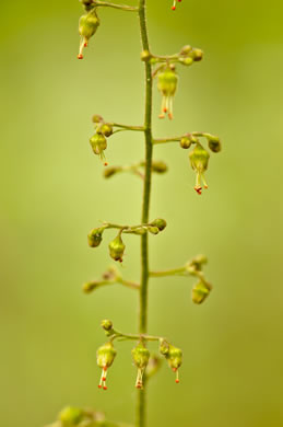 image of Heuchera americana, American Alumroot