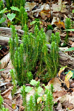 image of Huperzia lucidula, Shining Clubmoss, Shining Firmoss