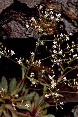 image of Micranthes petiolaris var. petiolaris, Michaux's Saxifrage, Cliff Saxifrage