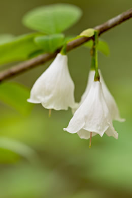 image of Halesia tetraptera var. tetraptera, Common Silverbell