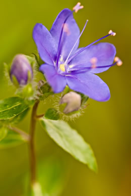 image of Hydrolea corymbosa, Tall Hydrolea, Skyflower