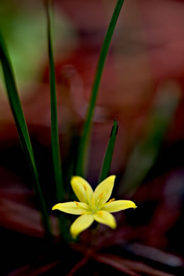 image of Hypoxis juncea, Fringed Stargrass