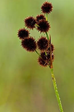 image of Juncus megacephalus, Large-headed Rush, Bighead Rush