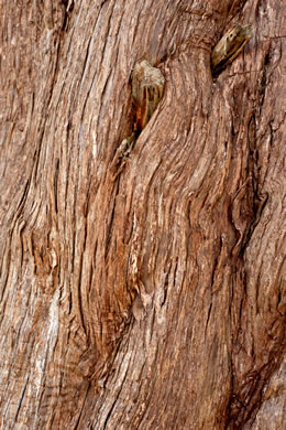 image of Juniperus silicicola, Southern Red Cedar, Coastal Red Cedar