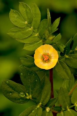 image of Kallstroemia maxima, Greater Caltrop