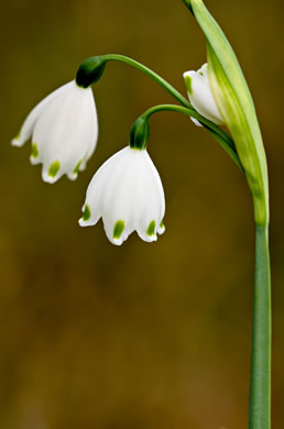 spathe