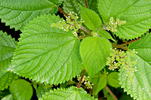 Laportea aestuans, West Indian Wood-nettle