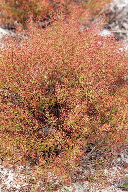 image of Lechea deckertii, Deckert's Pinweed