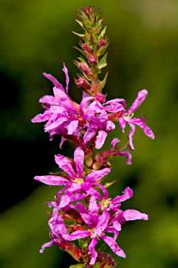 image of Lythrum salicaria, Purple Loosestrife