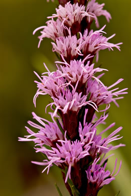 image of Liatris helleri, Smooth Blazing-star, Heller's Blazing-star