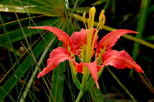 image of Lilium catesbyi, Pine Lily, Catesby's Lily, Leopard Lily