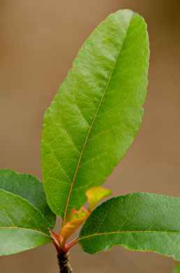 image of Malus angustifolia, Southern Crabapple, Wild Crabapple