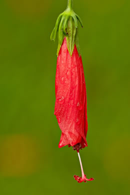 image of Malvaviscus arboreus, Wax Mallow