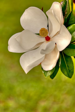 image of Magnolia grandiflora, Southern Magnolia, Bull Bay