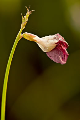 image of Macroptilium lathyroides, Phasey Bean, Wild Bushbean