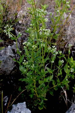 image of Mitreola petiolata, Caribbean Miterwort, Lax Hornpod