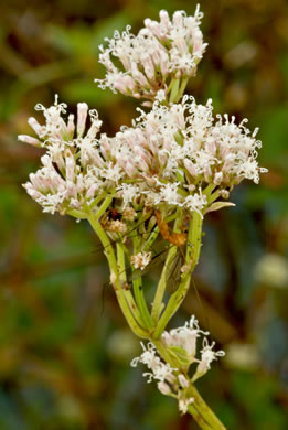 image of Mikania scandens, Climbing Hempweed