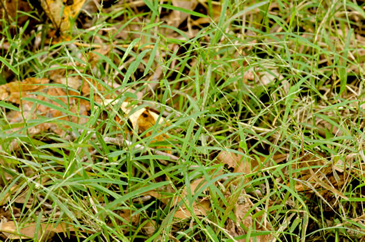 image of Muhlenbergia schreberi, Nimblewill