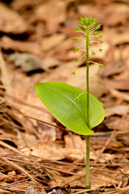 Malaxis unifolia, Green Adder's-mouth