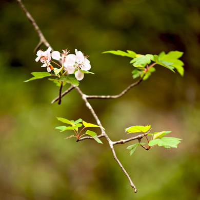 image of Malus coronaria, Sweet Crabapple, Wild Crabapple