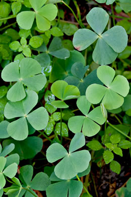 image of Marsilea minuta, Dwarf Waterclover, Small Waterclover