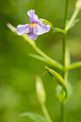 image of Mimulus ringens var. ringens, Allegheny Monkeyflower, Square-stemmed Monkeyflower