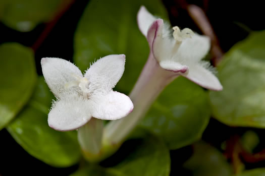 image of Mitchella repens, Partridgeberry, Twinflower