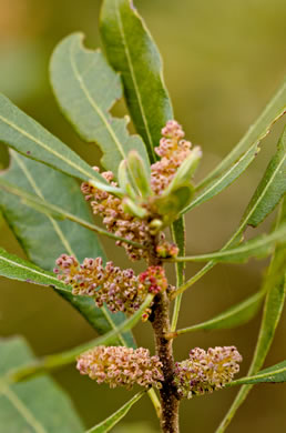 Common Wax-myrtle