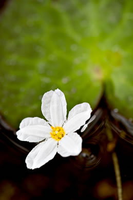 image of Nymphoides aquatica, Big Floating Heart, Banana Floating Heart