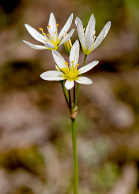 image of Nothoscordum bivalve, False Garlic, Grace Garlic