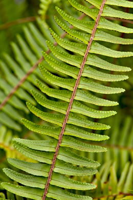 image of Nephrolepis cordifolia var. cordifolia, Narrow Sword Fern, Tuber Sword Fern, Fishbone Fern, Ladder Fern