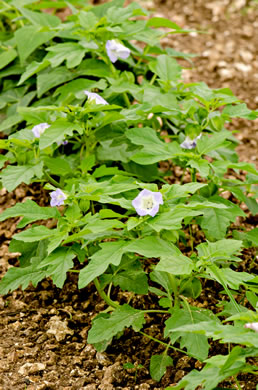 image of Nicandra physalodes, Apple-of-Peru, Shoo-fly-plant