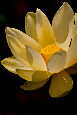 Nelumbo lutea, Yonkapin, American Lotus-lily, Yellow Nelumbo, Pond-nuts