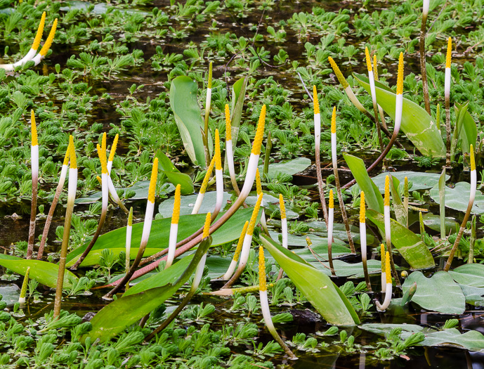 image of Orontium aquaticum, Golden Club, Never-wet, Bog Torches