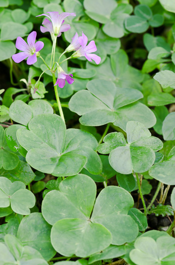 image of Oxalis debilis, pink woodsorrel