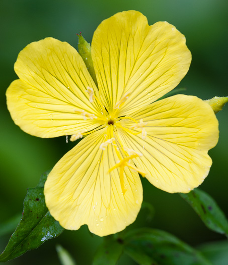 image of Oenothera fruticosa var. fruticosa, Narrowleaf Sundrops